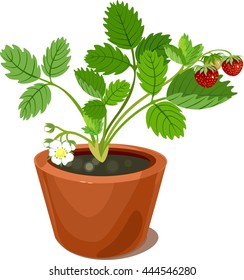 Strawberry Plant In Flower Pot
