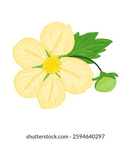 Strawberry plant with green leaf, white and yellow flower and daughter plant. Blossom flower of berry. Hand drawn Vector illustration on a white background.