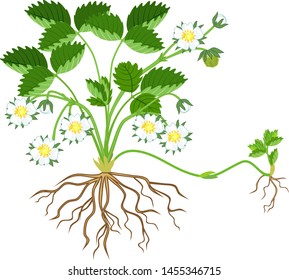 Strawberry plant with green leaves, wite flowers and daughter plant isolated on white background