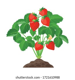 Strawberry plant growing in the soil full of ripe strawberries, red fruits and green leaves - vector botanical illustration isolated on white background.