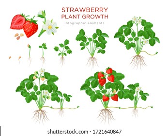 Strawberry plant growing stages from seeds, seedling, flowering, fruiting to a mature plant with ripe red fruits - set of botanical illustrations, infographic elements in flat design isolated on white