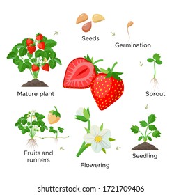 Strawberry plant growing stages from seeds, seedling, flowering, fruiting to a mature plant with ripe red fruits - set of botanical illustrations, infographic elements in flat design isolated on white