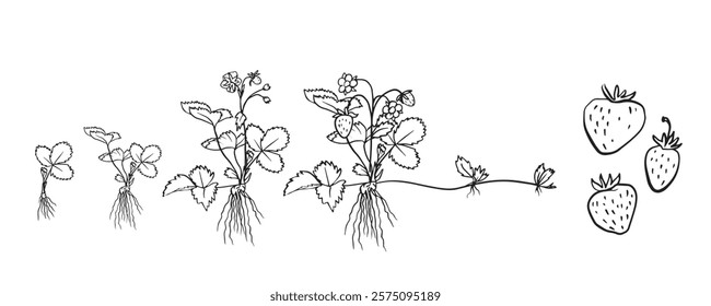 Strawberry plant growth botany doodle illustration, ideal for educational materials, gardening guides, packaging, and children's books. Informative and stylish design.