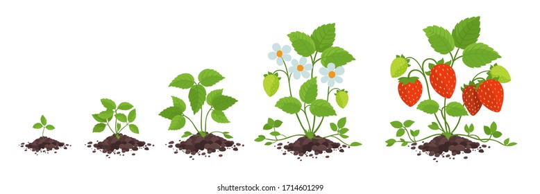 Erdbeerpflanzenwachstum. Fragaria-Entwicklung. Fortschreiten der Ernteanimation. Vektorillustration der Berry Reifezeit Infografik.