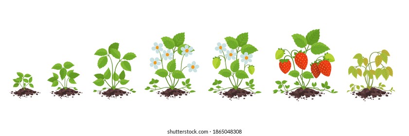 Strawberry plant growth stages. Fragaria development. Harvest animation progression. In the pile dirt soil. Berry ripening period vector infographic.