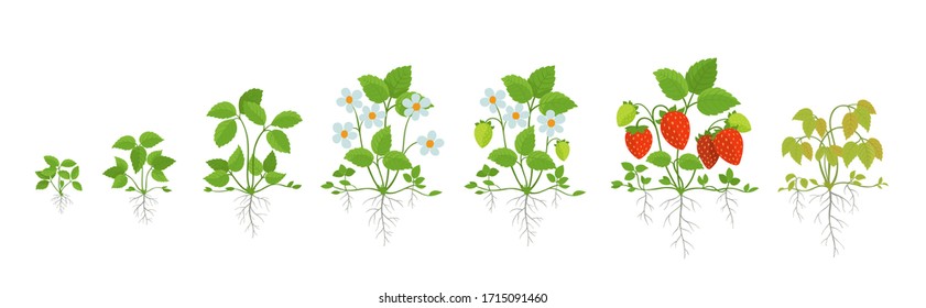 Erdbeerpflanzenwachstum. Fortschreiten der Ernteanimation. Lebenszyklus der Fragaria-Entwicklung. Wurzelsystem. Vektorillustration der Berry Reifezeit Infografik.