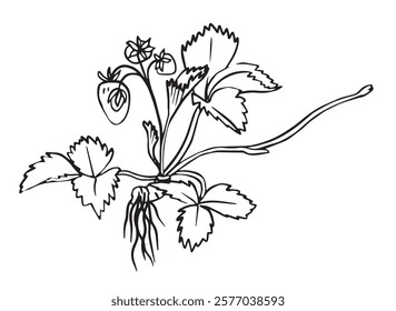 Strawberry plant hand drawn doodle illustration, perfect for educational materials, gardening journals, art prints, and botanical studies. Simple and elegant line art.