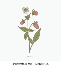 strawberry plant hand drawn vintage botanical vector illustration. Isolated scientific plant illustration isolated on white background. Graphic design resources