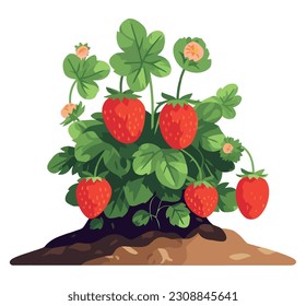 strawberry plant illustration over white