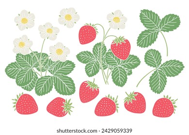 Ilustraciones de plantas de fresa con bayas y flores