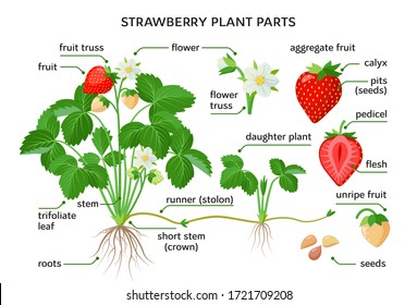 Piezas de fresa, dibujos botánicos con los nombres de las partes de la planta, morfología. Conjunto de ilustraciones vectoriales aisladas en fondo blanco en diseño plano.