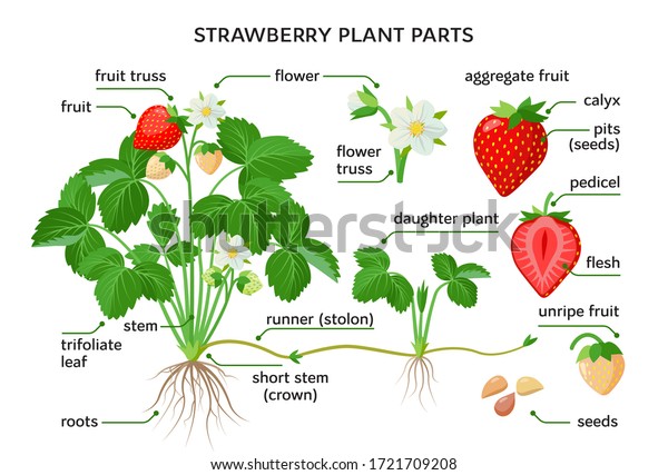 Strawberry plant parts,\
botanical drawings with the names of plant parts, morphology. Set\
of vector illustrations isolated on white background in flat\
design.