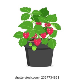 strawberry plant in pot with good quality and good design