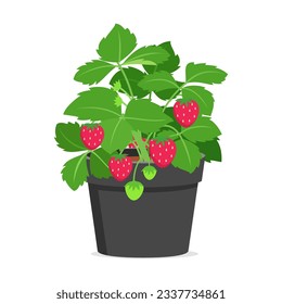 strawberry plant in pot with good quality and good design