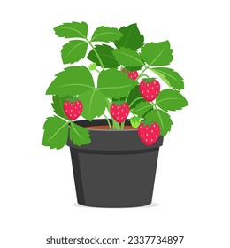 strawberry plant in pot with good quality and good design