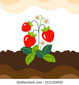 Strawberry plant. Ripe strawberry on soil. Vector illustration.