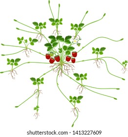 Strawberry plant with roots, flowers, fruits, numerous stolons and daughter plants isolated on white background