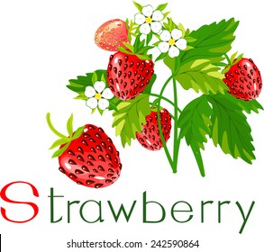 Strawberry plant with title