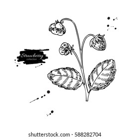 Strawberry plant vector drawing. Isolated hand drawn berry bush with flowers and leaves. Summer fruit engraved style illustration. Detailed botanical object. Great for label, poster, print