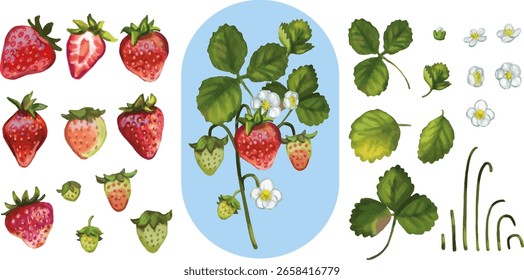 Morangueiro Planta Vetor Conjunto com Berries, Folhas e Flores