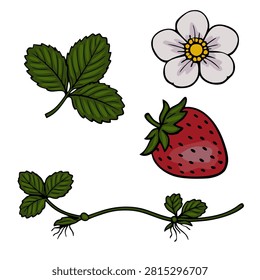 Strawberry plant vector set with ripe berry, white flower, green leaves and creeping stem