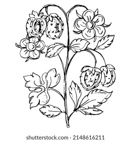 Strawberry plant white flowers and berries. Single branch with blossom and berries. Hand drawn linear doodle rough sketch. Black silhouette on white background.