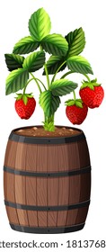 Strawberry plant in wooden pot isolated on white background illustration