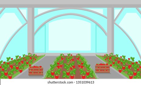 Strawberry Plantation in Greenhouse Illustration. Hothouse Vector Drawing. Plants in Garden Beds. Farming, Horticulture Cultivation Technology. Berries Growing in Glasshouse. Ripe Crop, Harvest