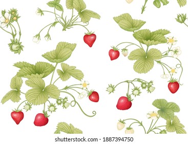 Strawberry. Ripe berries. Seamless pattern, background. Vector illustration. In botanical style Isolated on white background