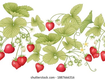 Strawberry. Ripe berries. Seamless pattern, background. Vector illustration. In botanical style Isolated on white background