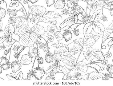 Strawberry. Ripe berries. Seamless pattern, background. Outline vector illustration. In botanical style Isolated on white background..