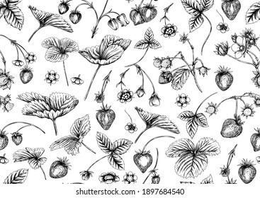 Strawberry. Ripe berries. Seamless pattern, background. Vector illustration. In graphic, egraving, botanical style Isolated on white background