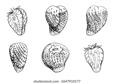 Strawberry ripe fruit full and cut in half with leaves crown hand drawn in vector ink, garden strasberry berry. Botanical isolated illustration set. Home preserves cookbook, grocery store food closeup