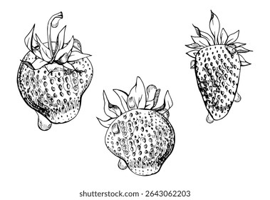 Strawberry ripe fruit with leaves crown on stalk in water dew drops hand drawn in vector ink, garden berry strasberry. Botanical isolated illustration. Home preserves cookbook, grocery store, closeup