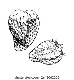 Strawberry ripe fruit with leaves crown full and cut in half hand drawn in vector ink, garden strasberry berry. Botanical isolated illustration. Home preserves cookbook, grocery store food closeup