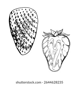 Strawberry ripe fruit with leaves crown full and cut in half hand drawn in vector ink, garden strasberry berry. Botanical isolated illustration. Home preserves cookbook, grocery store food closeup