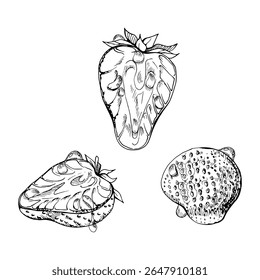 Strawberry ripe fruit with leaves crown on stalk in water dew drops, full and cut in half hand drawn in vector ink, garden berry strasberry. Botanical isolated illustration. Home preserves, grocery
