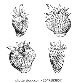 Strawberry ripe fruit with leaves crown receptacle on stalk hand drawn in vector ink, garden strasberry berry. Botanical isolated illustration. Home preserves cookbook, grocery store food closeup