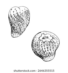 Strawberry ripe fruit with seeds hand drawn in vector ink, garden strasberry pineberry berry. Botanical isolated illustration. Home preserves cookbook, grocery store food closeup packaging, cosmetics