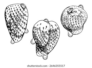 Strawberry ripe fruit in water dew drops wet moist hand drawn in vector ink, garden berry strasberry. Botanical isolated illustration. Home preserves, grocery food packaging, cosmetics refreshments