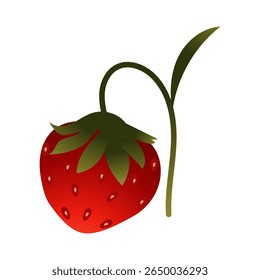 Strawberry. Ripe red berry close-up. 