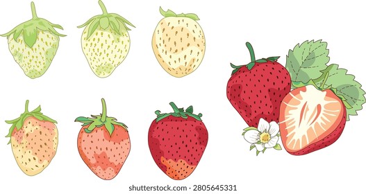 Strawberry Ripening Stages Clipart Set, Botanical Strawberry Collection, Hand Drawn Vector