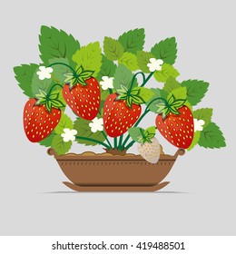 strawberry seedlings