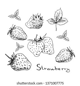 Strawberry set. Collection of isolated sketchy style strawberries. Doodle berries in black and white. Hand drawn vector illustration without background