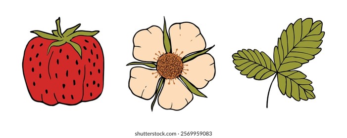 Strawberry. Set with colored berries, a flower and a strawberry leaf. Vector illustration with strawberries for printing and decoration. An isolated strawberry berry on a white background.