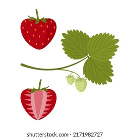 Strawberry set. Leaf, whole and half berries. Vector illustration 