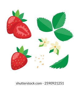 Strawberry set. Red juicy strawberries with leaves and flowers isolated on white background. Summer berries vector illustration