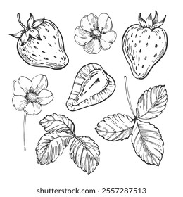 Strawberry set of vector black and white illustrations hand drawn with ink. Leaves, berries and flowers of strawberry on a white background. Isolated elements for label design