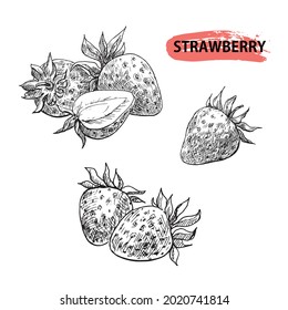 Strawberry set vector elements. Hand drawn sketch. Graphic illustration for package, desing.
