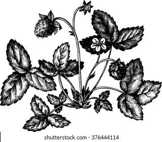 strawberry shrub with berries, flower and leaves, vintage hand drawn vector illustration